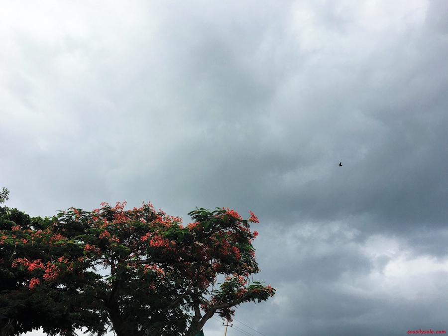 Nature....
#aimlesswanderings #countryside #evenings #rain #skyline #solotravel #solotraveller #stormysky #sundown #travel