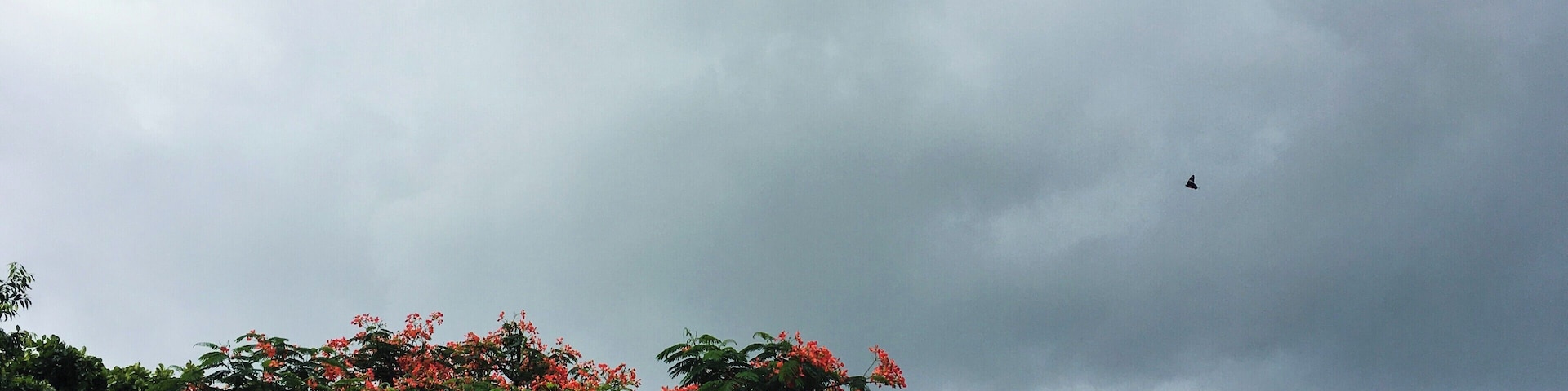 Nature....
#aimlesswanderings #countryside #evenings #rain #skyline #solotravel #solotraveller #stormysky #sundown #travel