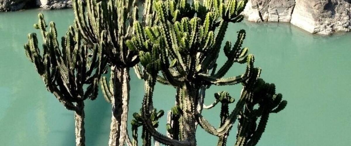A cactus tree with a wooden structure in the background.