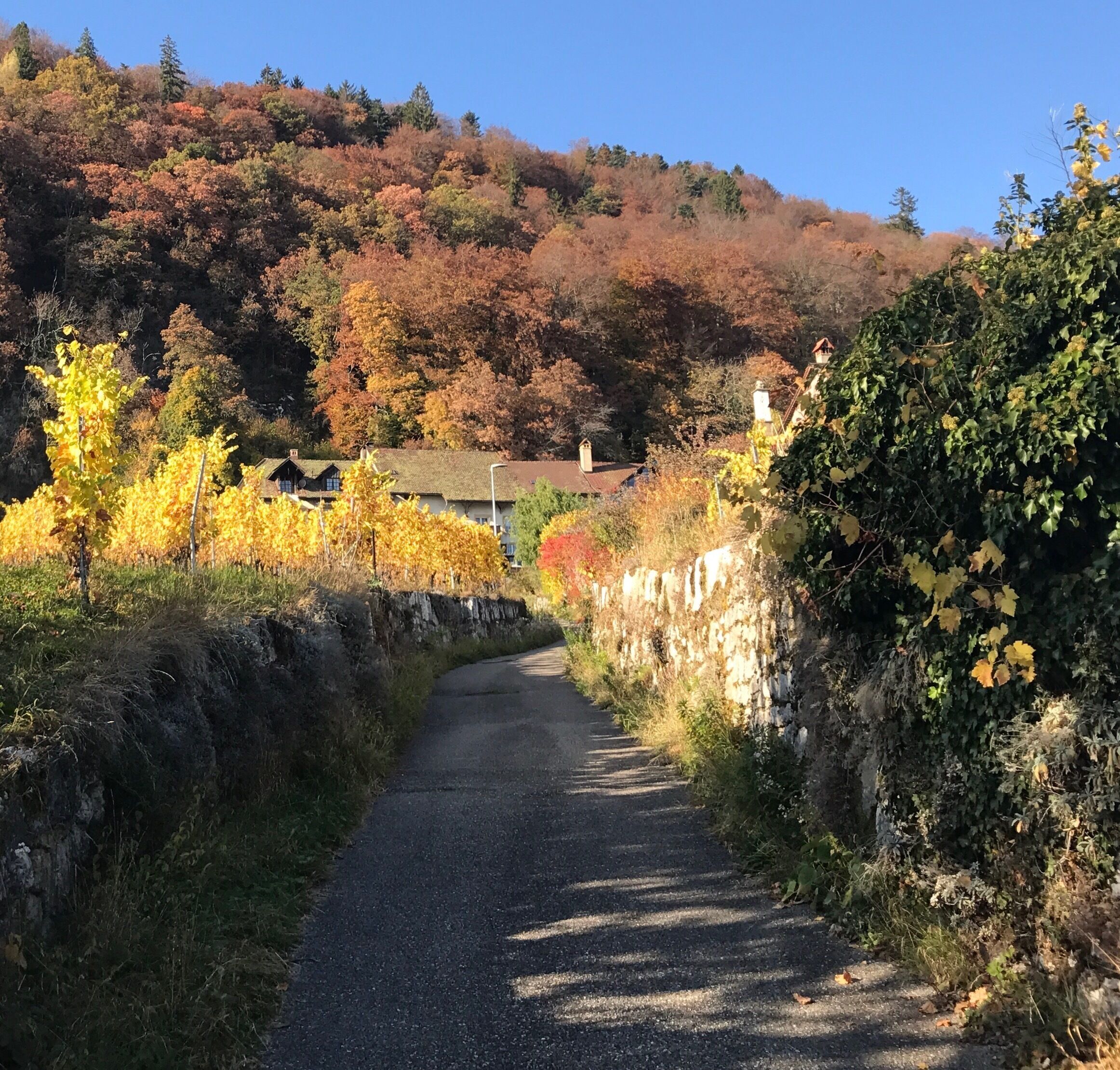 Take a 2 hours walk starting from the bus stop Rebenweg in Biel along the scenig vine walk. You ll have a beautiful view over the lake of Biel, the alps and the colorful wineyards along the way. Have a glass of local white wine in Ligerz before you head back to Biel by train.
