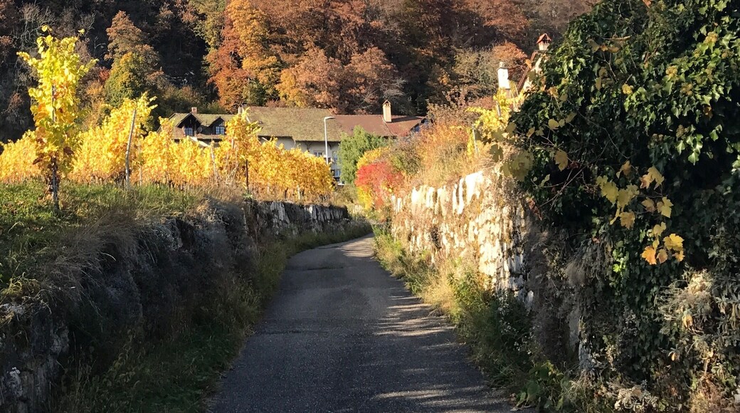 Take a 2 hours walk starting from the bus stop Rebenweg in Biel along the scenig vine walk. You ll have a beautiful view over the lake of Biel, the alps and the colorful wineyards along the way. Have a glass of local white wine in Ligerz before you head back to Biel by train.