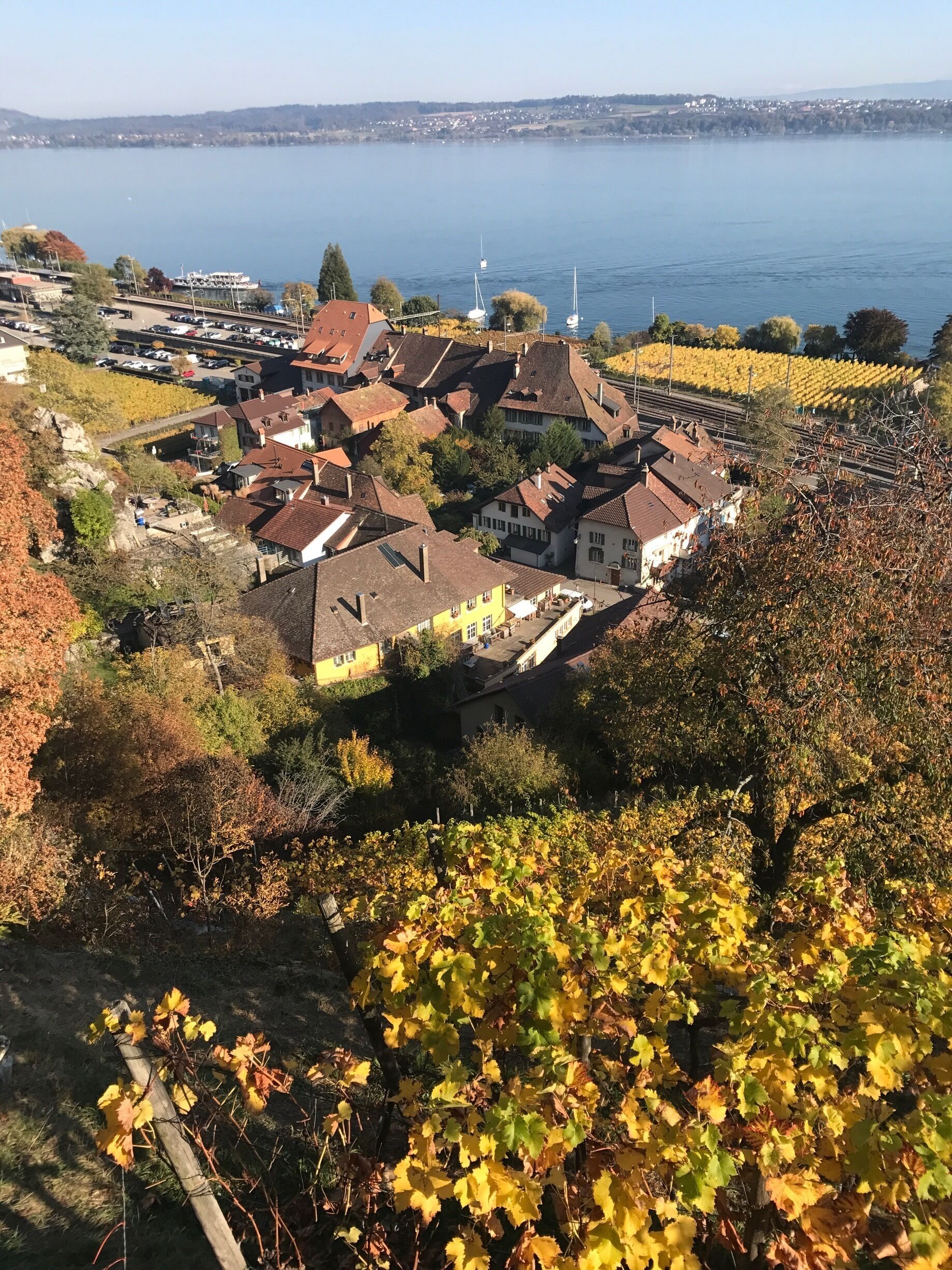 A town with vineyards and a lake in the background.