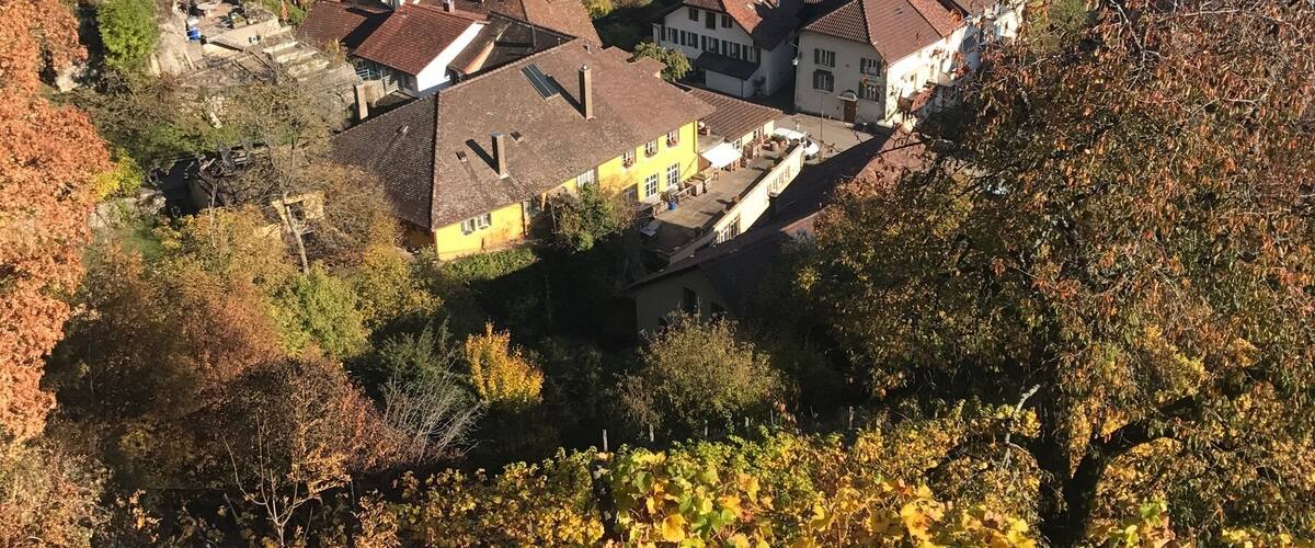 A town with vineyards and a lake in the background.