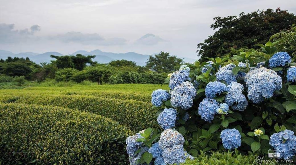 Nihondaira Ocha Kaikan. To see the green tea plantations and Fujisan in summer time when hydrangeas are in bloom. #shizuoka #nihondaira #teaplantations #Mount Fuji #japan
