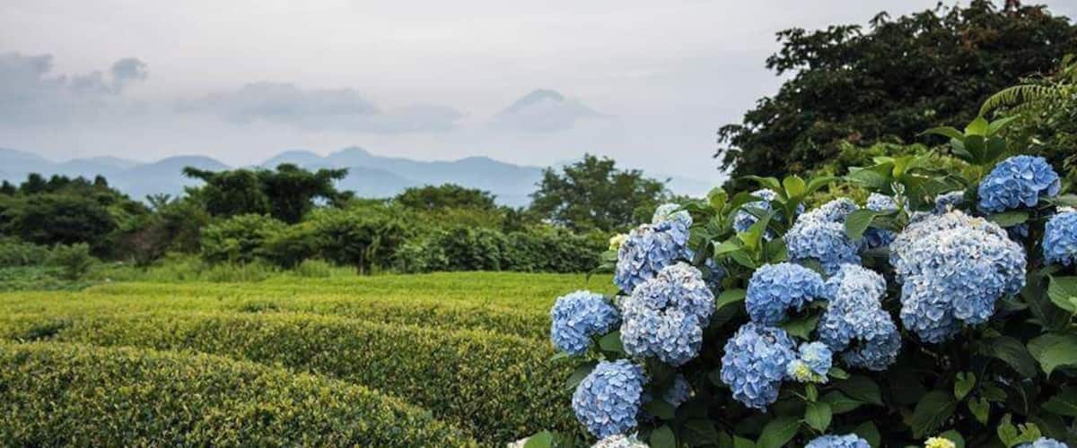 Nihondaira Ocha Kaikan. To see the green tea plantations and Fujisan in summer time when hydrangeas are in bloom. #shizuoka #nihondaira #teaplantations #Mount Fuji #japan