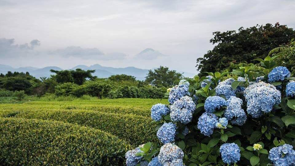 Nihondaira Ocha Kaikan. To see the green tea plantations and Fujisan in summer time when hydrangeas are in bloom. #shizuoka #nihondaira #teaplantations #Mount Fuji #japan