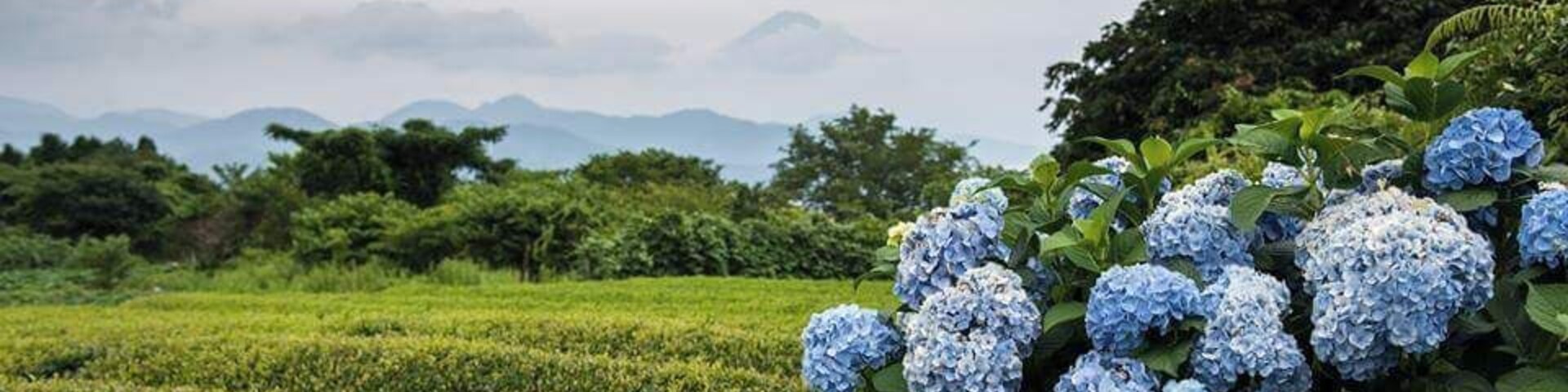 Nihondaira Ocha Kaikan. To see the green tea plantations and Fujisan in summer time when hydrangeas are in bloom. #shizuoka #nihondaira #teaplantations #Mount Fuji #japan