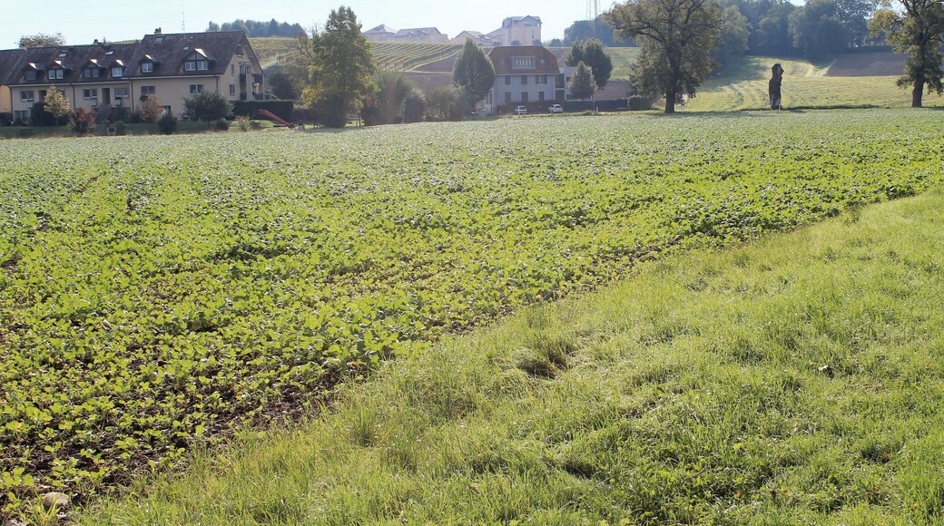 Geneva Countryside in Autumn