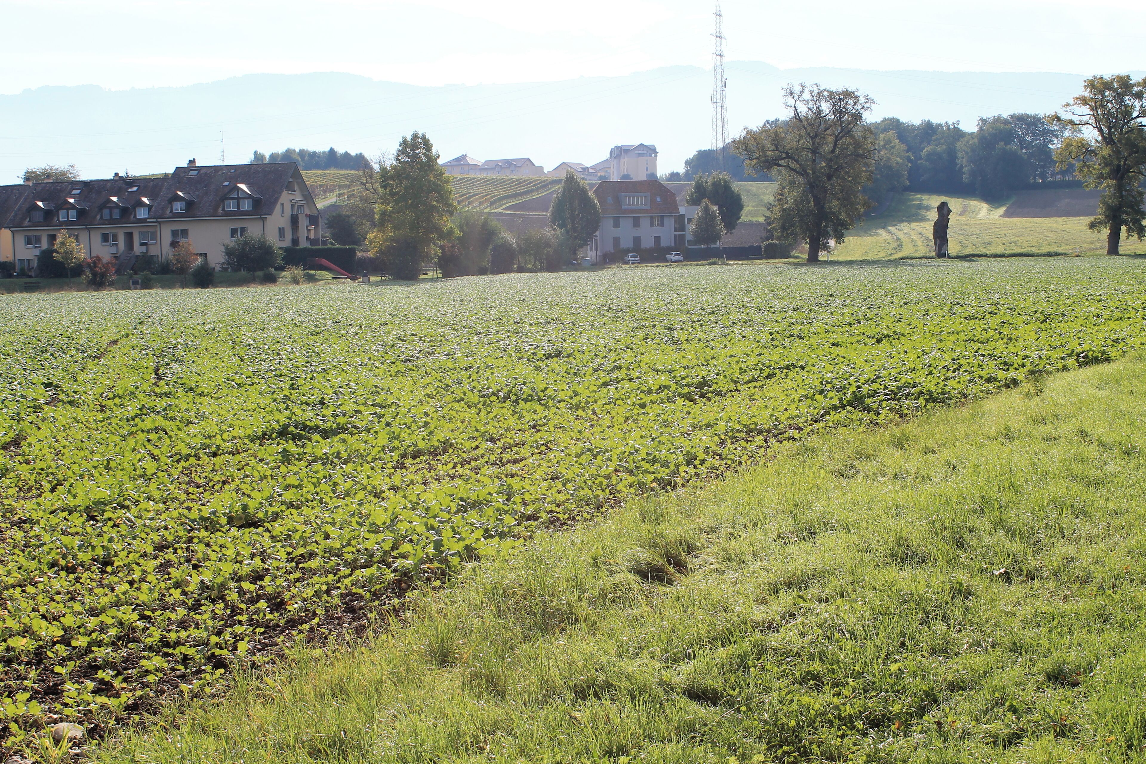 A rural landscape with a field of crops, a row of houses, and a person walking in the distance.