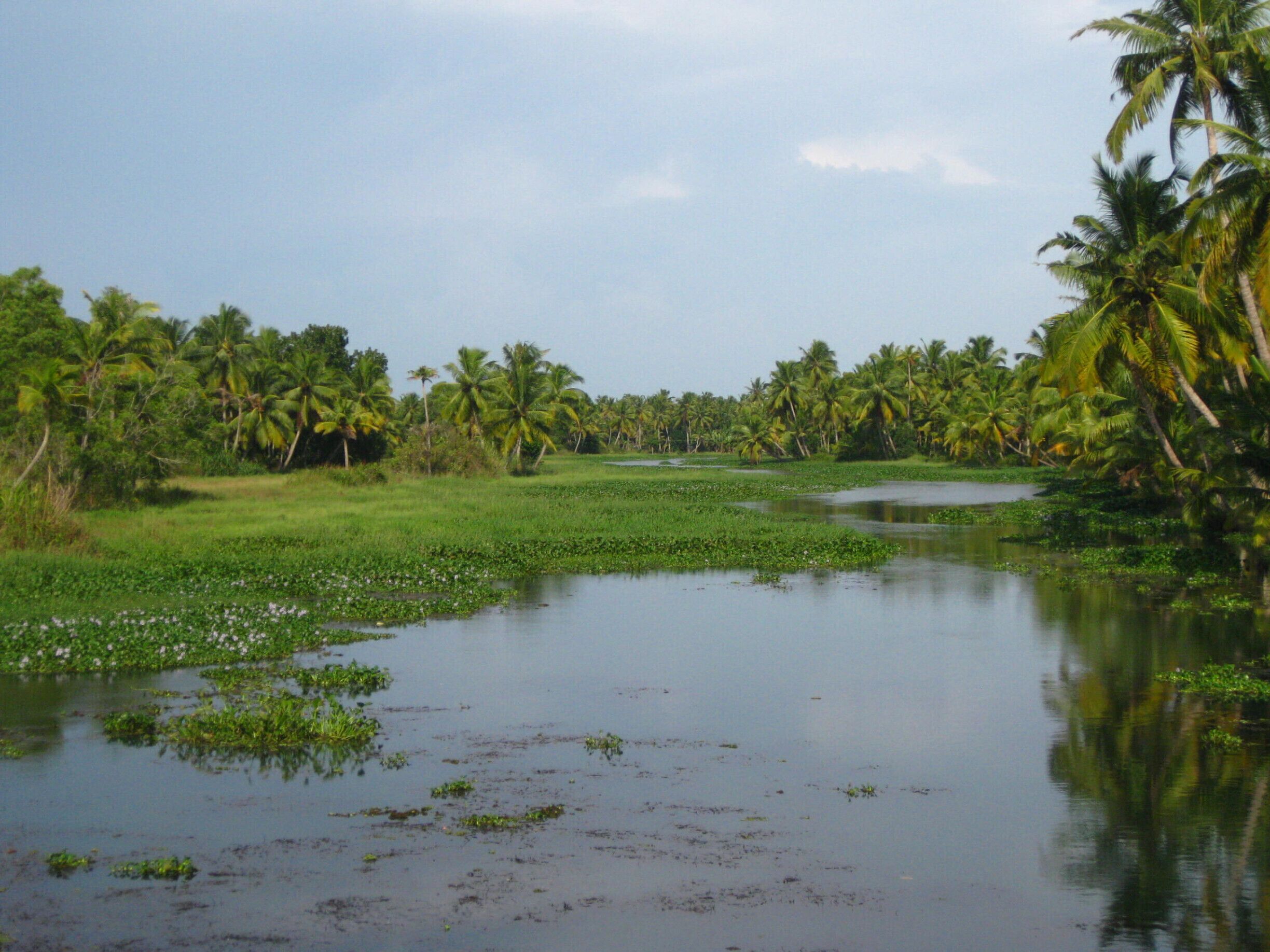A great way to see the Kerala backwaters without booking an expensive boat trip - take the ferry from Kollam to Allapphuza. It takes about 7 hours and you'll see the impressive landscape, fishermen doing their work and I also was lucky to spot a kingfisher!
#backwaters #Kerala