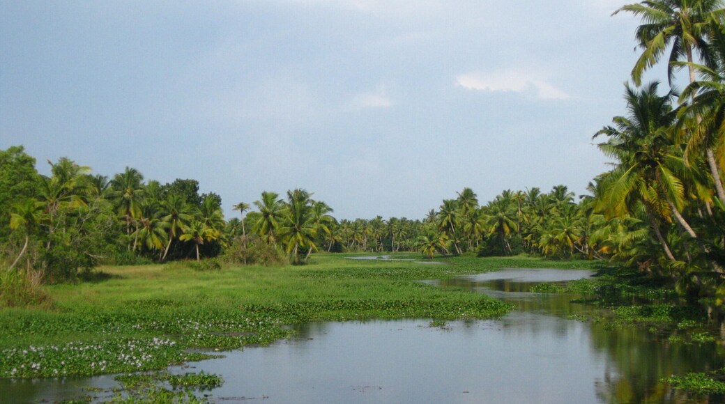 A great way to see the Kerala backwaters without booking an expensive boat trip - take the ferry from Kollam to Allapphuza. It takes about 7 hours and you'll see the impressive landscape, fishermen doing their work and I also was lucky to spot a kingfisher!
#backwaters #Kerala