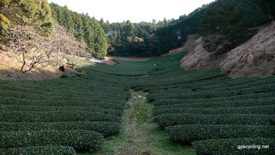 A tea plantation with terraced fields and a small building on the left.