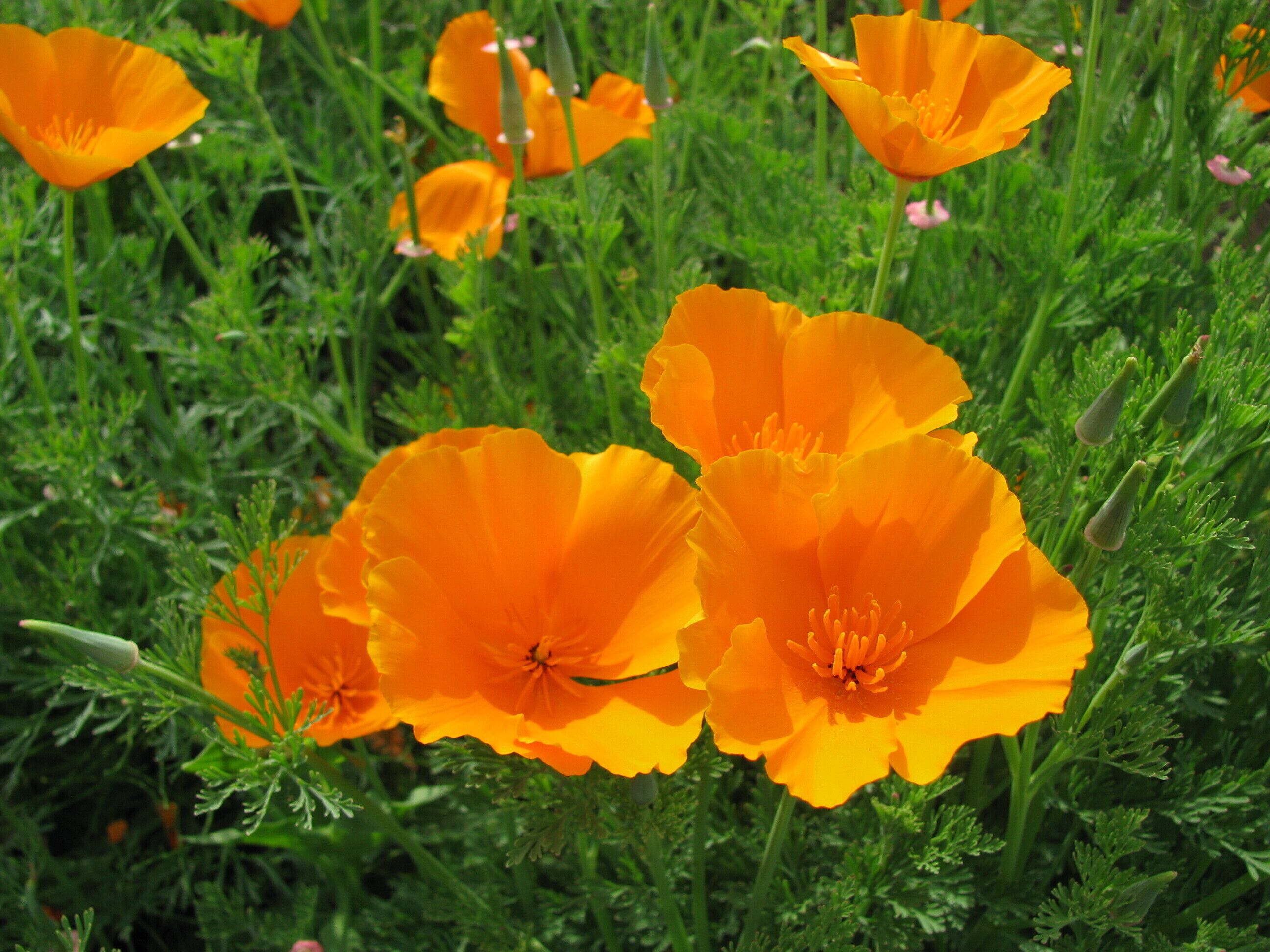 The Hinagesi. This located is in Chūō-ku, Sagamihara, Kanagawa Prefecture, Japan.