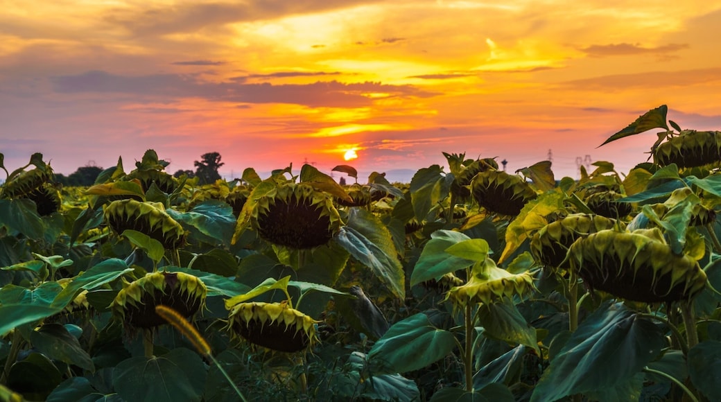 Fading sunflowers as the sun is setting
#sunflowers #sunset #hungary #golden