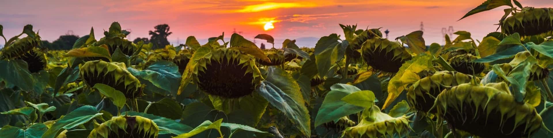 Fading sunflowers as the sun is setting
#sunflowers #sunset #hungary #golden