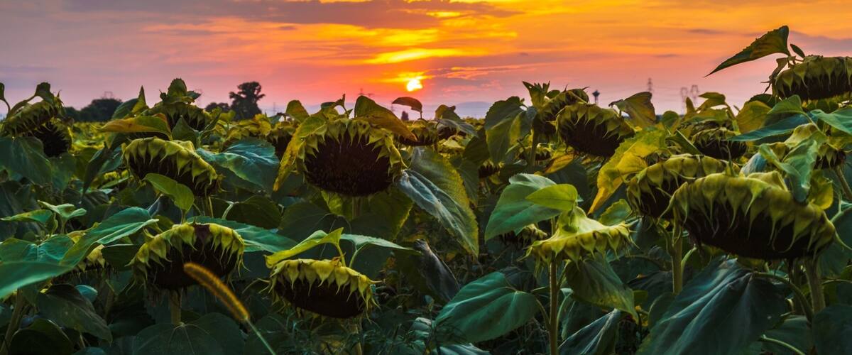 A field of sunflowers at sunset.