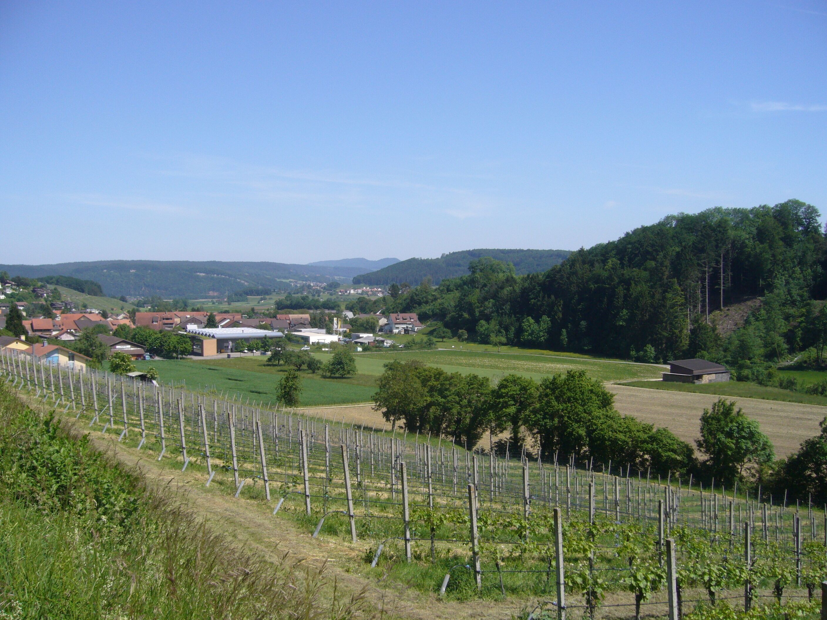A vineyard with rows of grapevines, a small town with houses and buildings, and a forested hill in the background.
