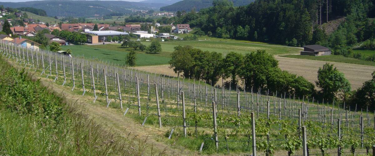 A vineyard with rows of grapevines, a small town with houses and buildings, and a forested hill in the background.