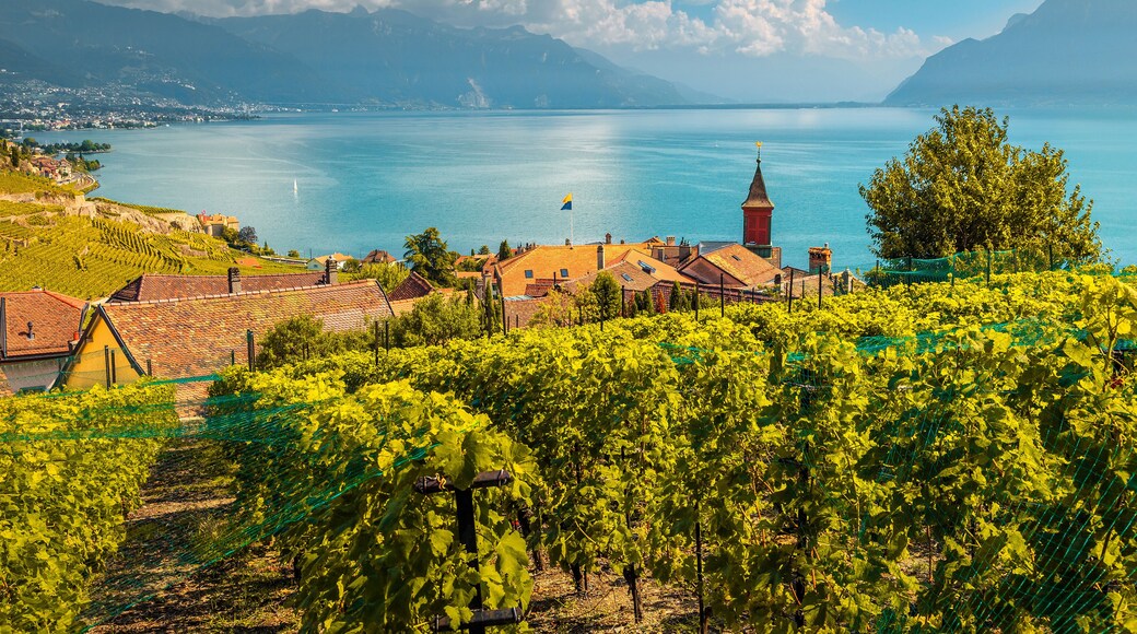 Beautiful vineyards in Lavaux region near Chexbres, Vaud, Switzerland