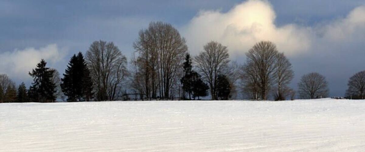 A snowy field with bare trees and a cloudy sky.