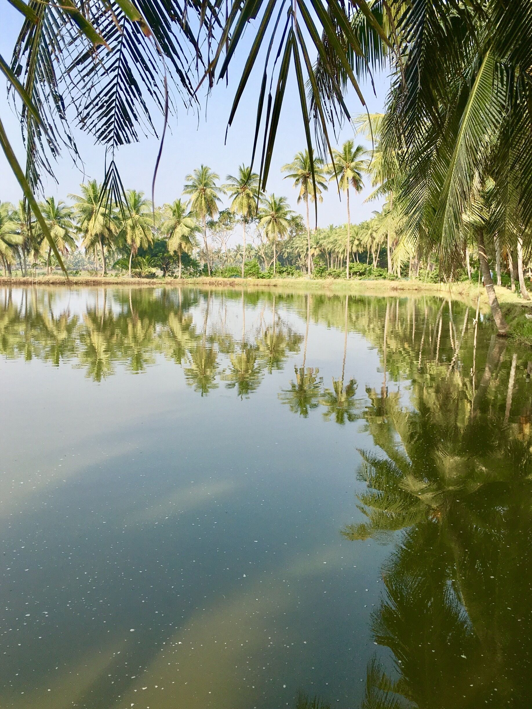 A calm lake surrounded by palm trees and greenery.
