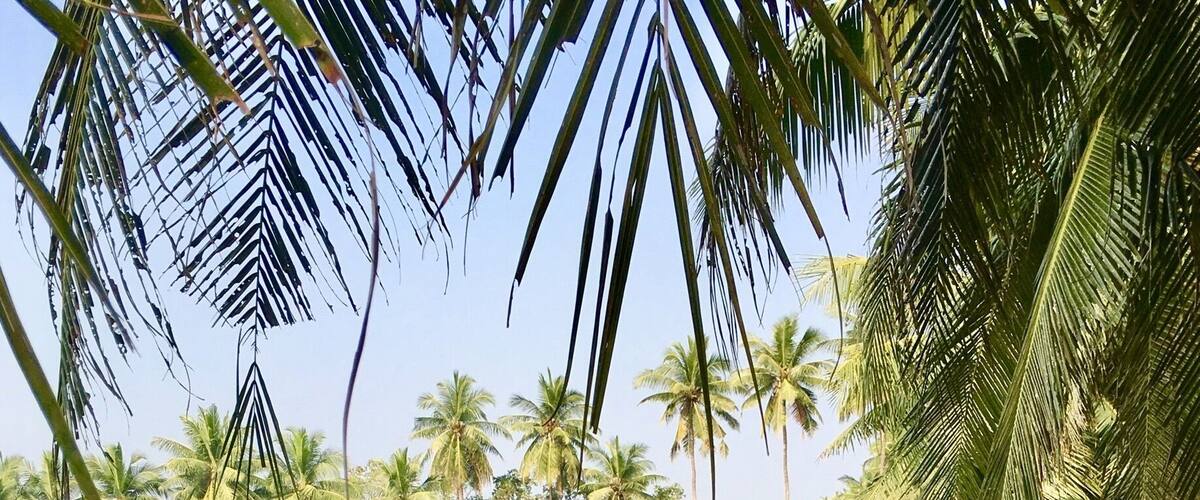 A calm lake surrounded by palm trees and greenery.