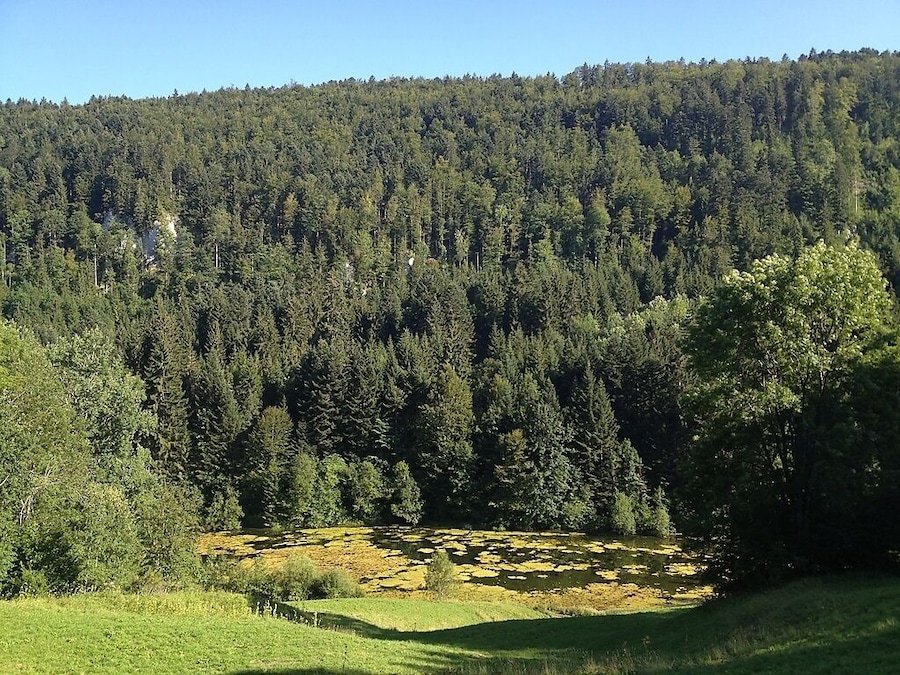 En tät, skogbeklädd sluttning med en liten damm i förgrunden.