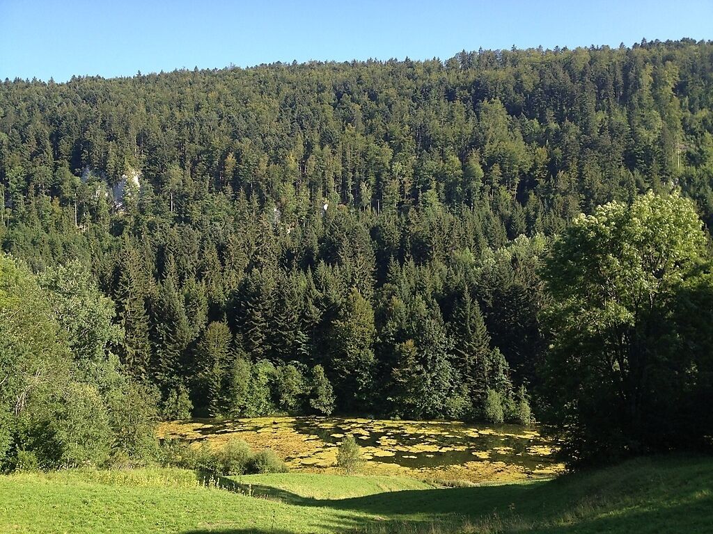 A dense forested hillside with a small pond in the foreground.