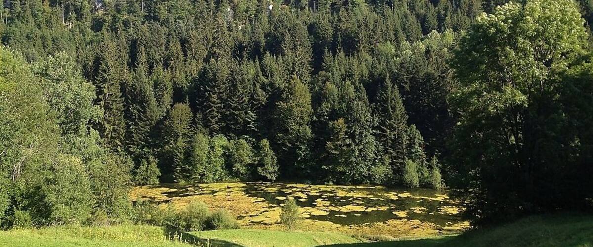 A dense forested hillside with a small pond in the foreground.