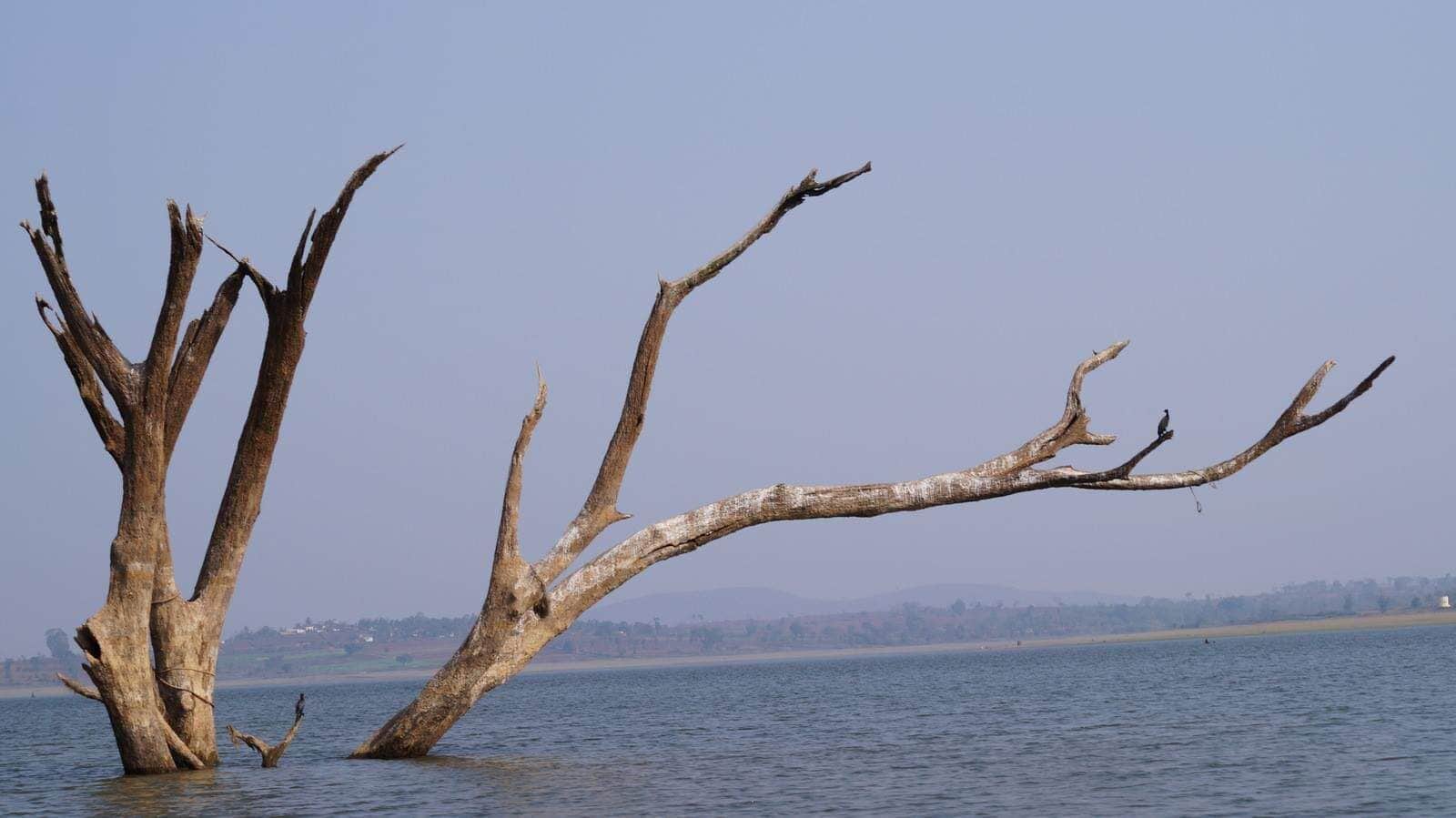 Found this tree in the middle of a river while boating.
#india #river #tree 