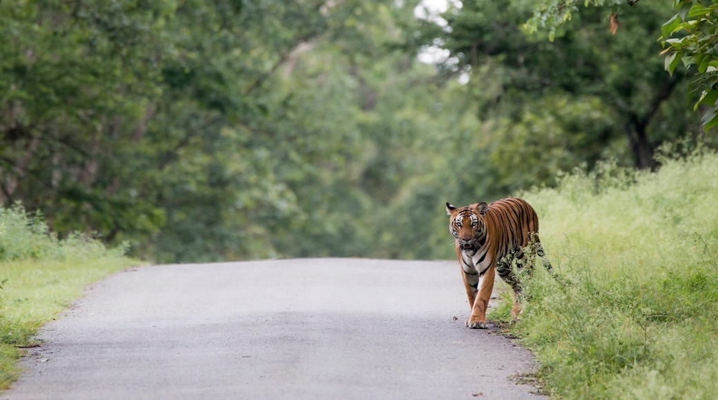 An animal so gentle, majestic and ofcourse Wild!! 🐯A female sub-adult staring at us with the beautiful backdrop of the monsoon foliage of Kabini!! Kabini is actually a river (in the form of a snake) that is rich with flora & fauna!! Includes majestic Tigers, leopard, rarest black panther(yes black), elephants and varieties of other birds & animals. A wild place, silent and it is an absolute Nature, at its best. I took a 3 day safari in the forest around Kabini where I came across this bone chilling moment!! The moment that I waited for years.. And finally when it happened.. my numb fingers somehow did its job, clicking!!! The silence of the forest echoed the sound of the clicks.. Her every step towards me skipped one beat.. It jus lasted for seconds.. But one hell of an experience in my life time