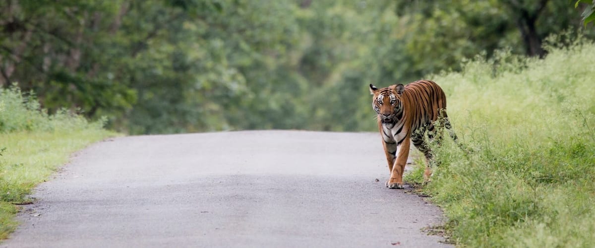 An animal so gentle, majestic and ofcourse Wild!! 🐯A female sub-adult staring at us with the beautiful backdrop of the monsoon foliage of Kabini!! Kabini is actually a river (in the form of a snake) that is rich with flora & fauna!! Includes majestic Tigers, leopard, rarest black panther(yes black), elephants and varieties of other birds & animals. A wild place, silent and it is an absolute Nature, at its best. I took a 3 day safari in the forest around Kabini where I came across this bone chilling moment!! The moment that I waited for years.. And finally when it happened.. my numb fingers somehow did its job, clicking!!! The silence of the forest echoed the sound of the clicks.. Her every step towards me skipped one beat.. It jus lasted for seconds.. But one hell of an experience in my life time
