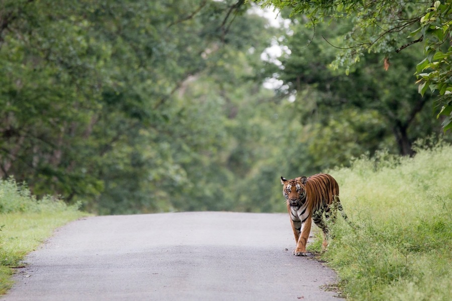 An animal so gentle, majestic and ofcourse Wild!! 🐯A female sub-adult staring at us with the beautiful backdrop of the monsoon foliage of Kabini!! Kabini is actually a river (in the form of a snake) that is rich with flora & fauna!! Includes majestic Tigers, leopard, rarest black panther(yes black), elephants and varieties of other birds & animals. A wild place, silent and it is an absolute Nature, at its best. I took a 3 day safari in the forest around Kabini where I came across this bone chilling moment!! The moment that I waited for years.. And finally when it happened.. my numb fingers somehow did its job, clicking!!! The silence of the forest echoed the sound of the clicks.. Her every step towards me skipped one beat.. It jus lasted for seconds.. But one hell of an experience in my life time