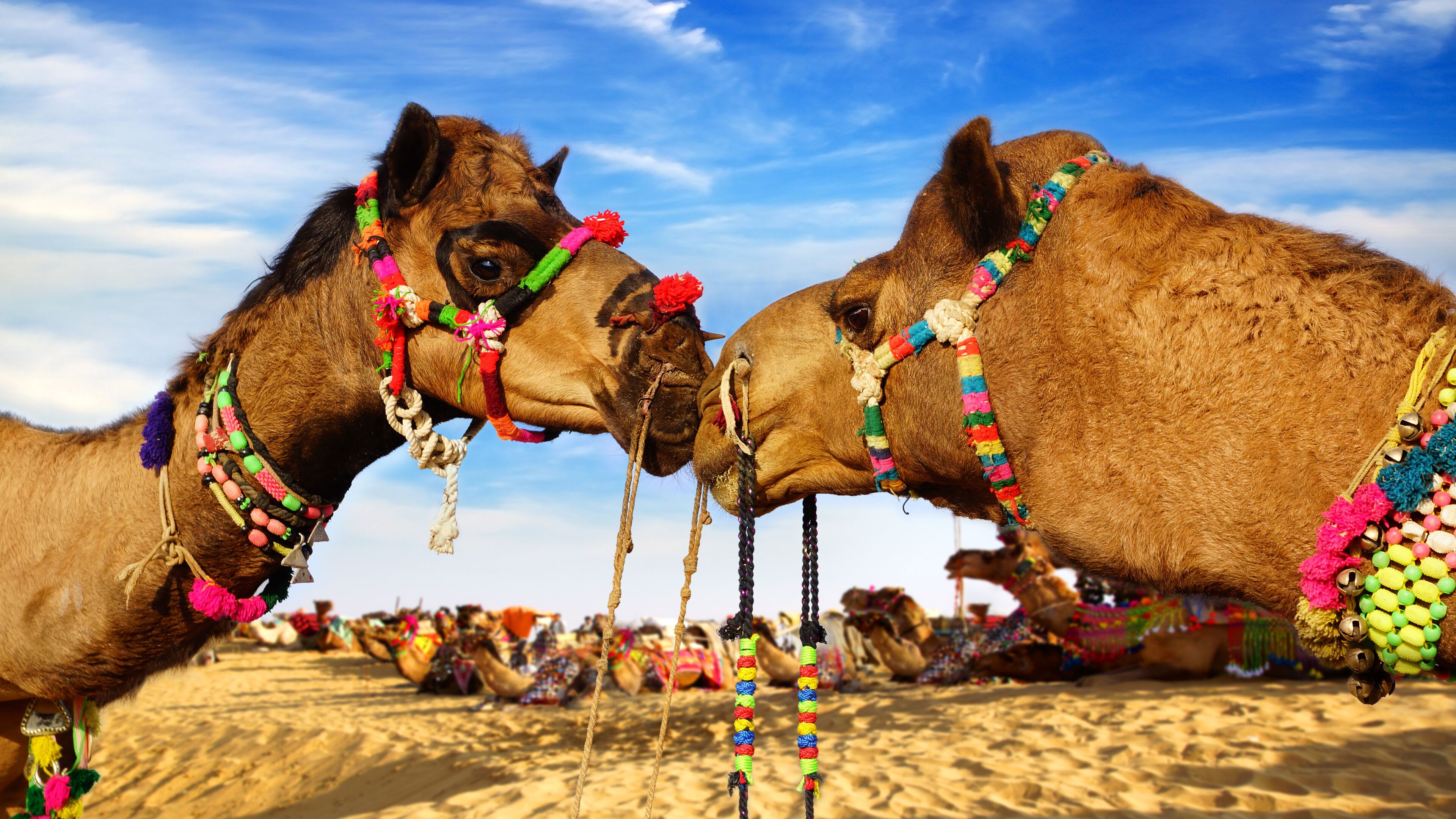 Camel Festival in Bikaner, India