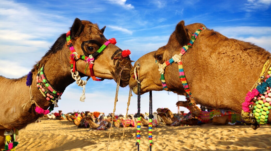Camel Festival in Bikaner, India
