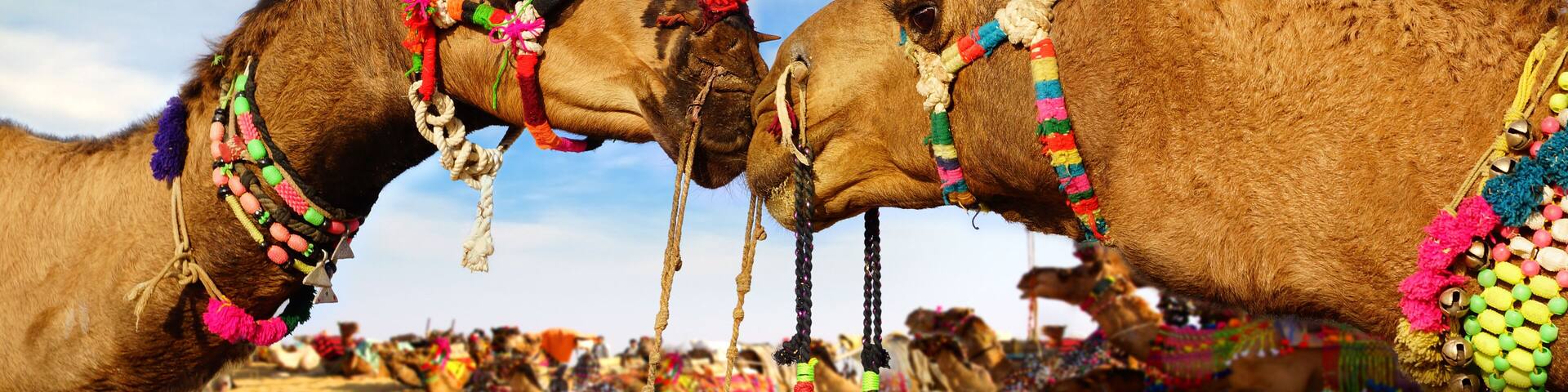 Camel Festival in Bikaner, India