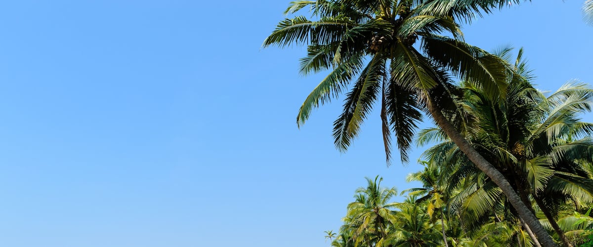 A beach with boats, palm trees, and a clear sky.