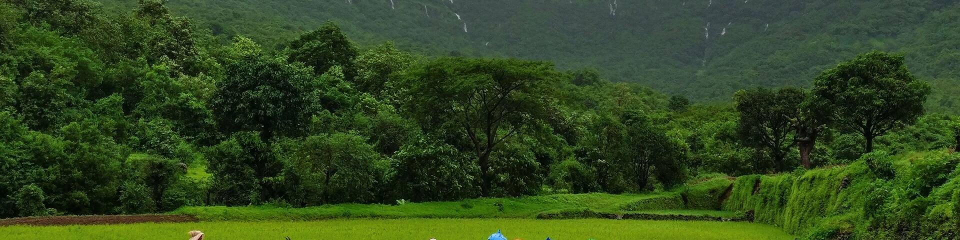 Farmers working in their fields on a rainy day at the start of monsoons near Tamhini Ghats.