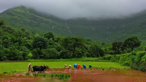 Farmers working in their fields on a rainy day at the start of monsoons near Tamhini Ghats.