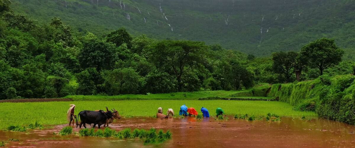 A lush green landscape with a river, people working in the fields, and a mountain in the background.