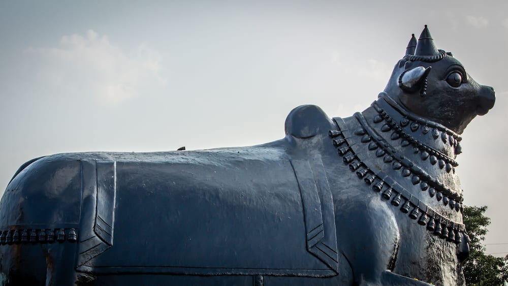 View of giant Nandhi statue in a temple, Kolar, Karnataka, India. Nandi is the gate-guardian deity of Kailasa, the abode of Lord Shiva
