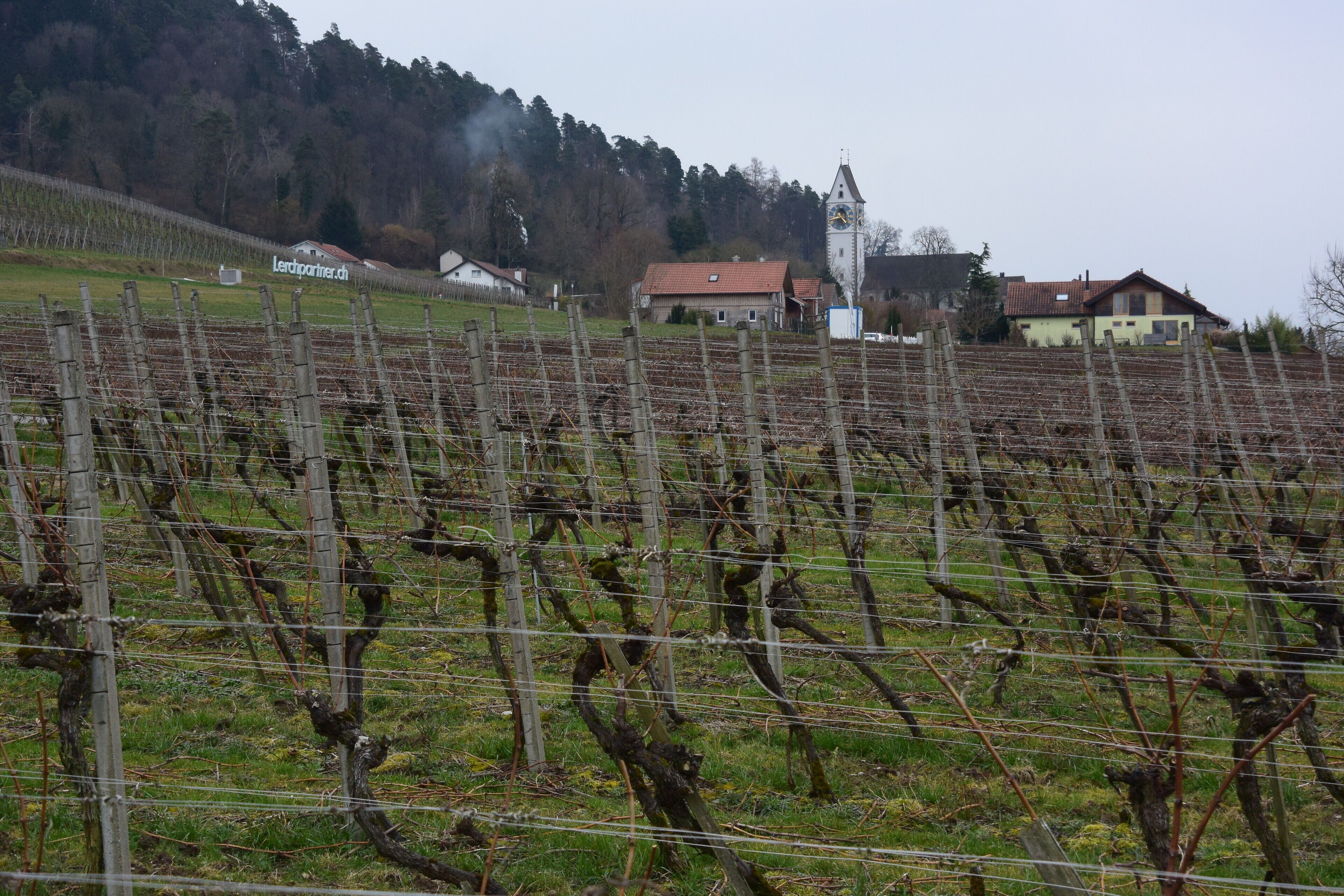 A vineyard with rows of grapevines, a clock tower, and houses in the background.
