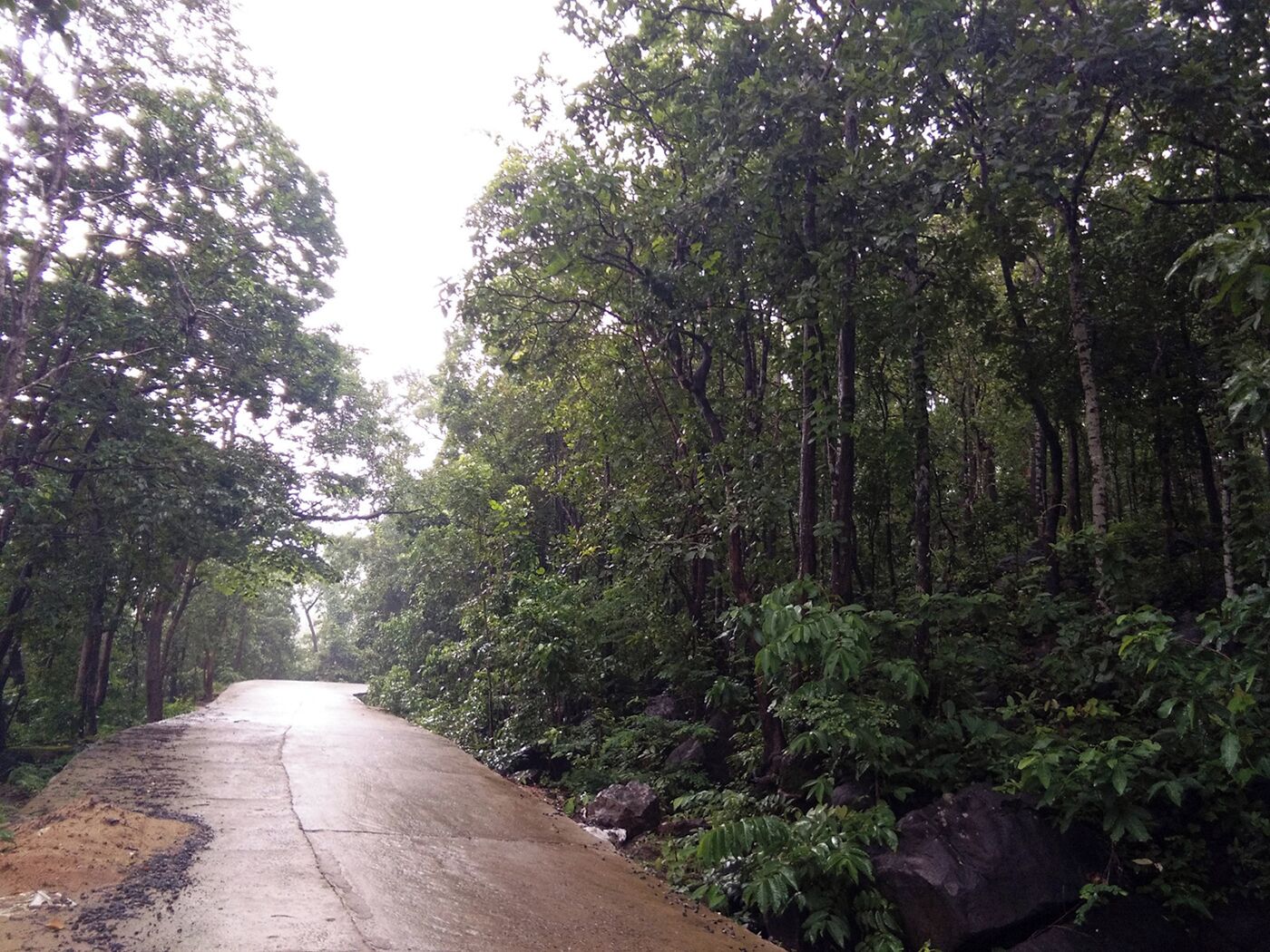 A narrow, wet road flanked by dense, green forest.