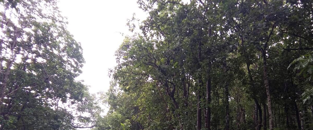 A narrow, wet road flanked by dense, green forest.