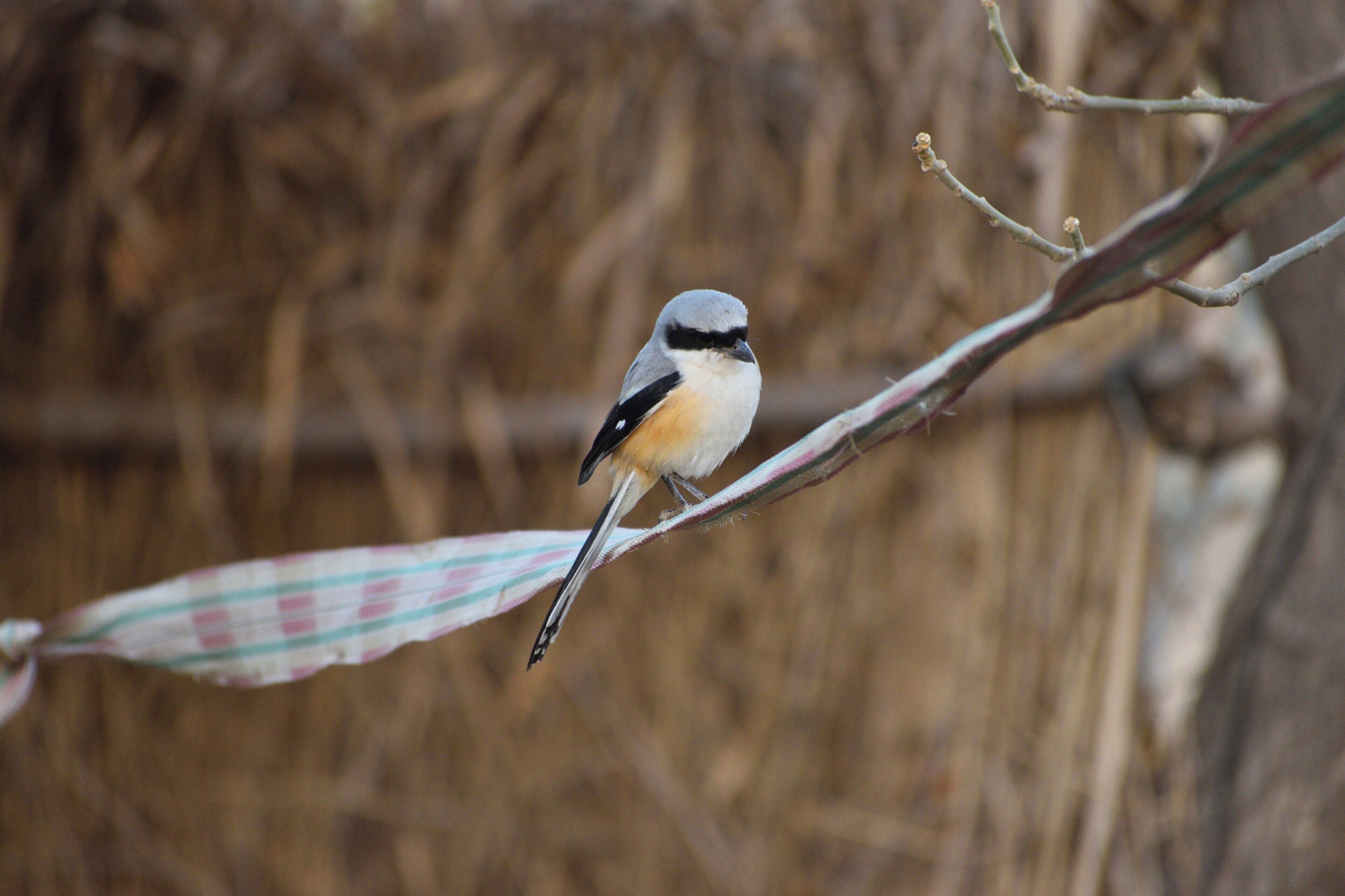 The shrike may resemble a cute looking songbird but it's a ruthless predatory bird.