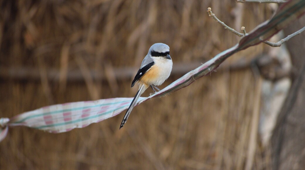 The shrike may resemble a cute looking songbird but it's a ruthless predatory bird.