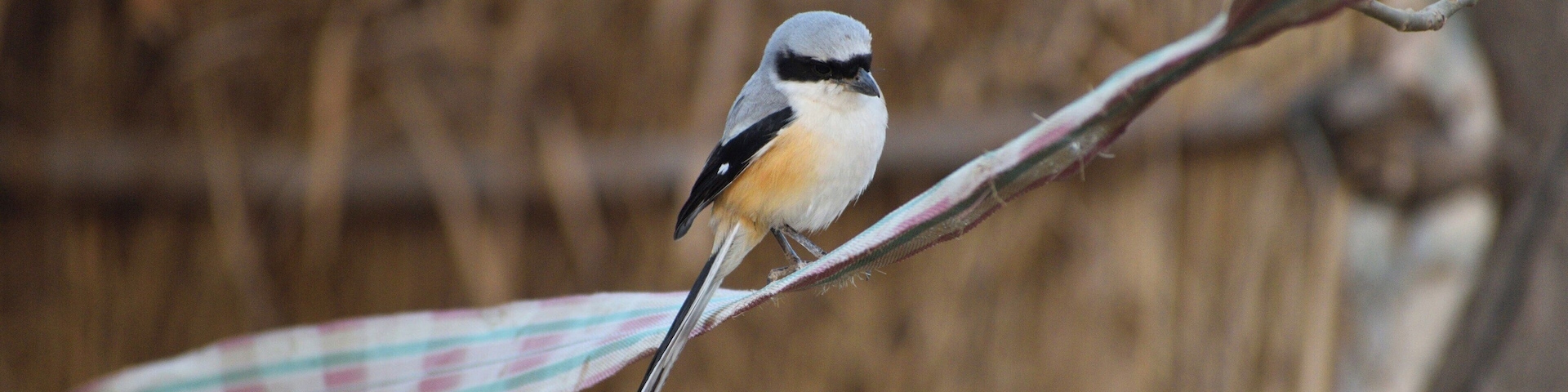 A bird perched on a branch with a blurred background of dry vegetation.