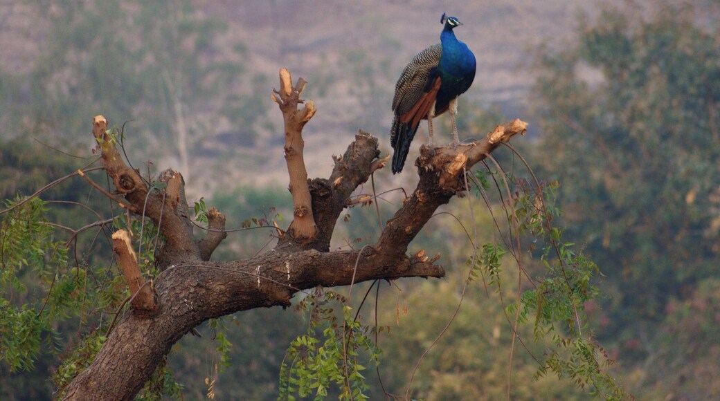 Monarch of all I survey!
At Morachi Chincholi (that translates to village of peacocks and tamarind trees)