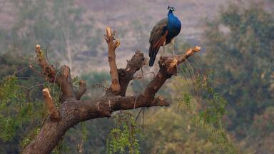 Monarch of all I survey!
At Morachi Chincholi (that translates to village of peacocks and tamarind trees)