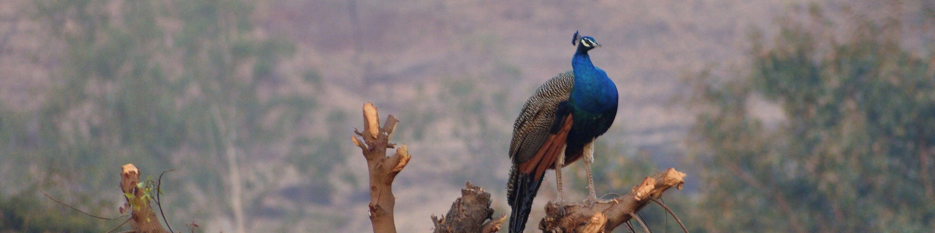 Monarch of all I survey!
At Morachi Chincholi (that translates to village of peacocks and tamarind trees)